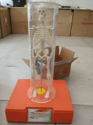 <b>供应桌面式科技展品科普器材教学仪器-人体骨骼</b>